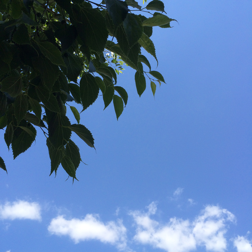 Ciel Feuillage Nuage