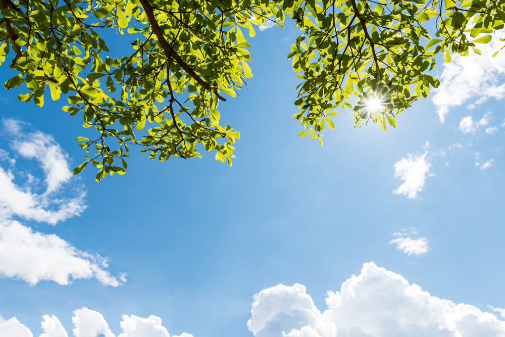 Ciel Feuillage Soleil Nuages