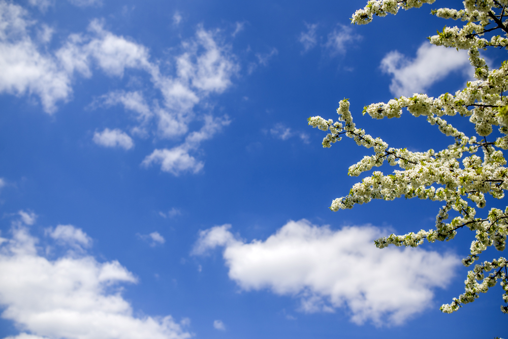 Branche Cerisier Blanc Nuages