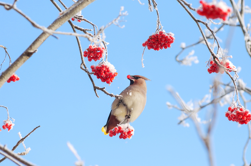 Ciel Oiseau Jaseur