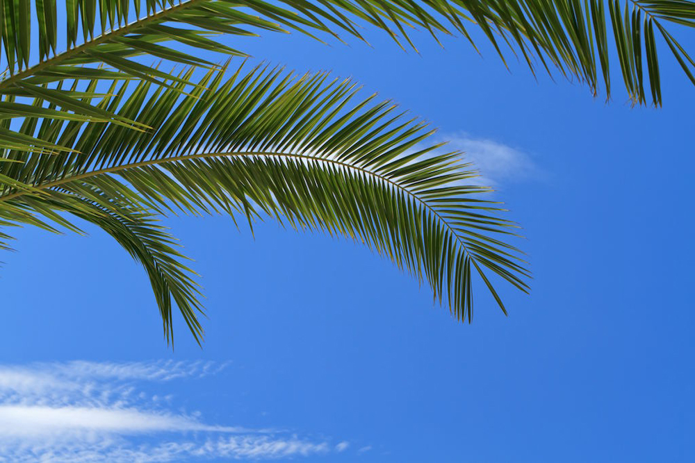 Ciel Palmier 1