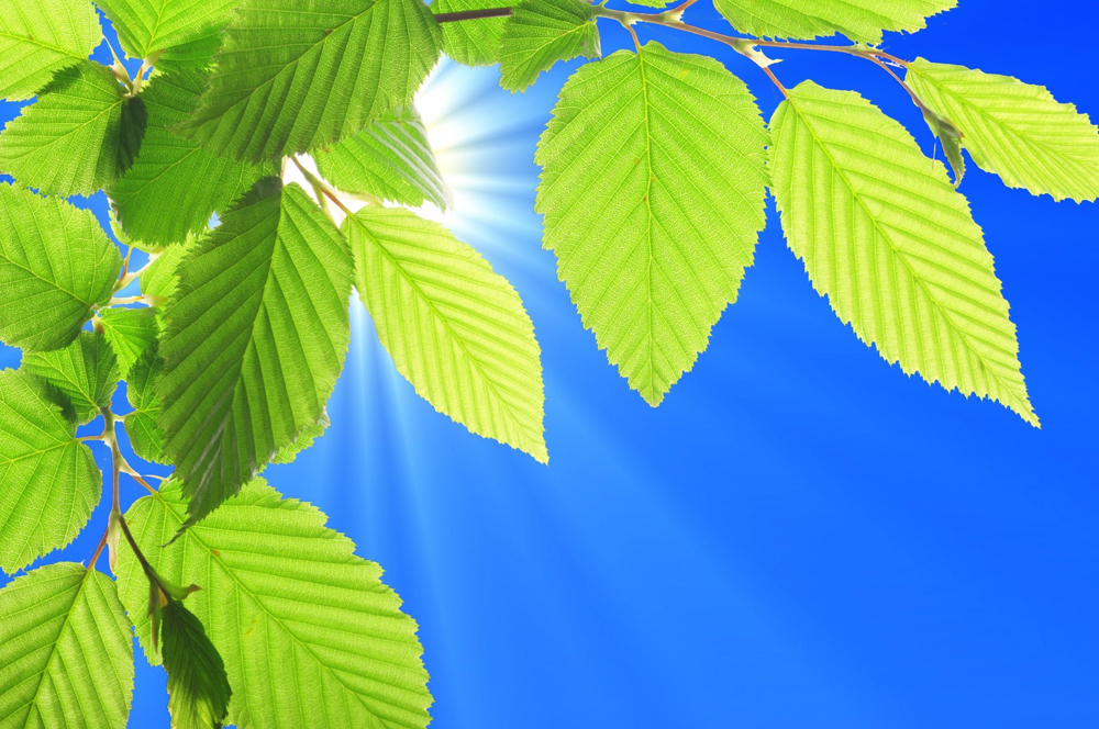 Feuilles Vertes Ciel Soleil