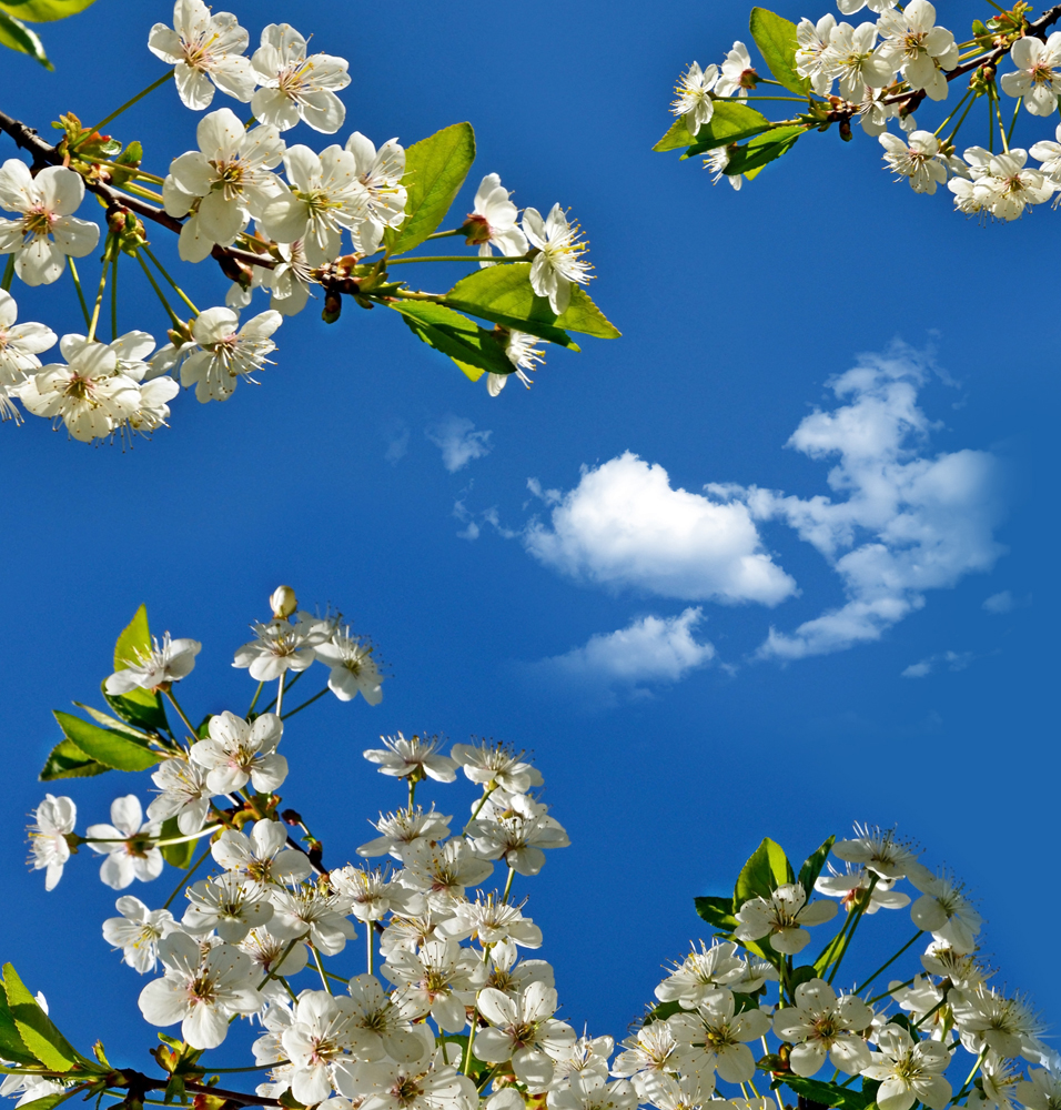 Fleurs de cerisier Ciel Nuage