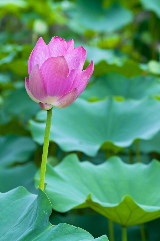 Rose Bourgeon de Lotus