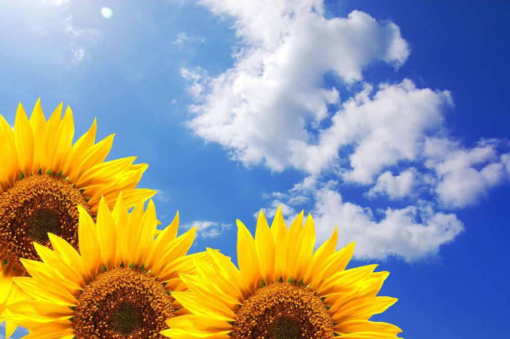 Tournesols Ciel Nuage